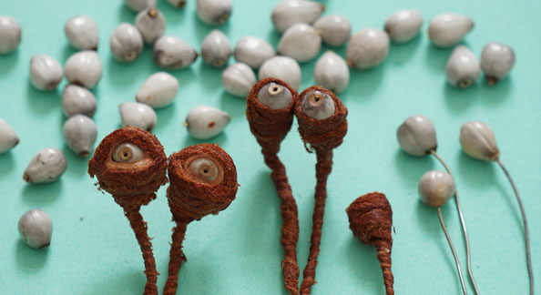 Making crab puppet eyestalks from Ugandan seeds and barkcloth. Made for the award-winning stop motion film, The Metamorphosis of a Bottle Cap by Kathryn Ann Jankowski