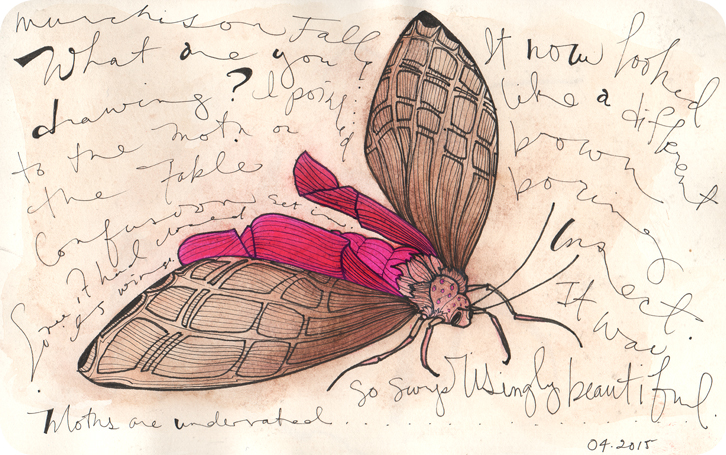 Ink and watercolour illustration of a Ugandan brown moth with beautiful fuchsia wings and body, text is written in the background describing a narrative about the surprising beauty of the moth.